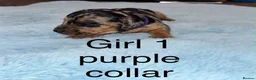Miniature Dachshund dogs for sale: Miniature dachshund puppies - Advert 6