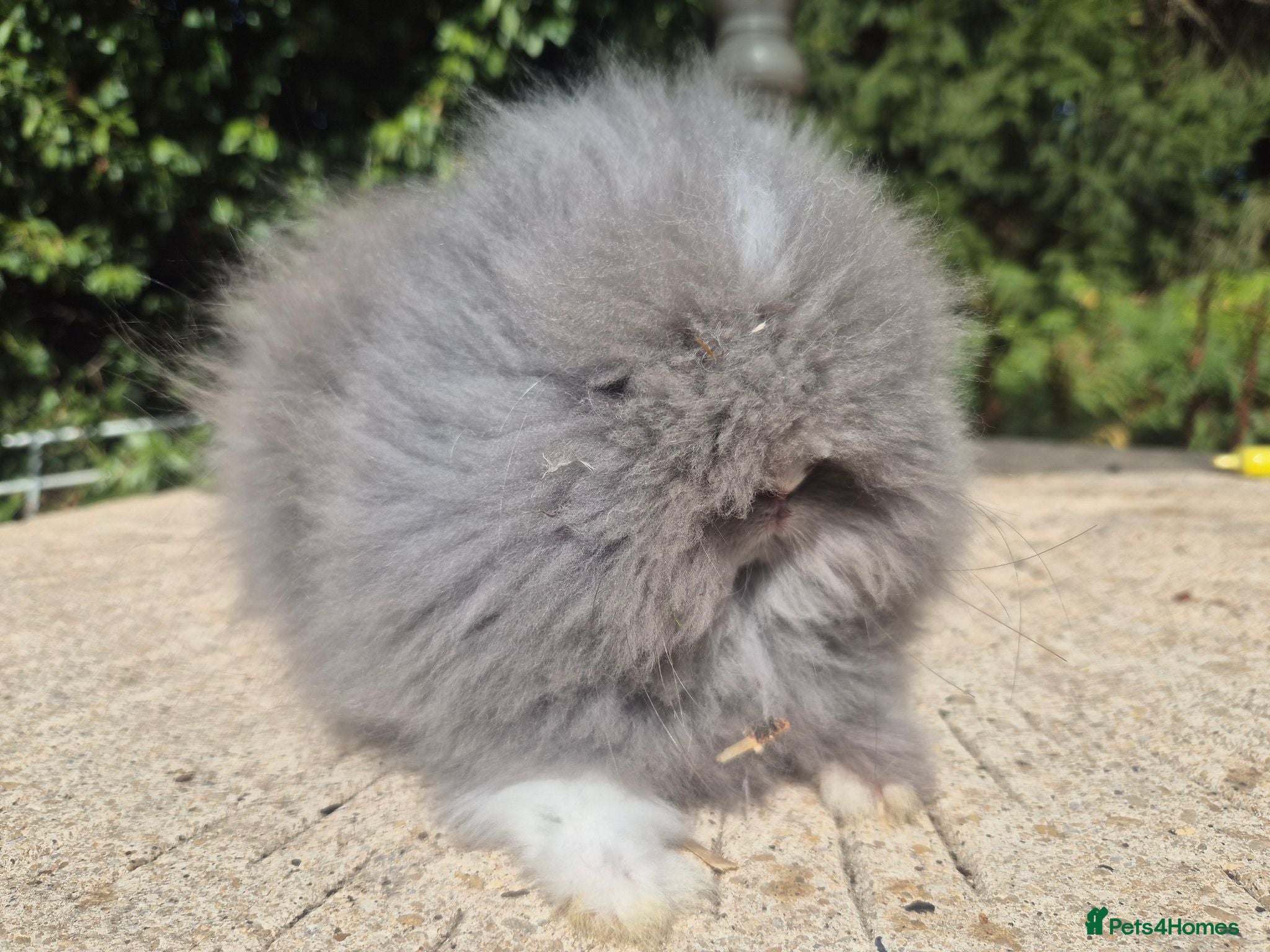 Angora rabbits ❤️STUNNING TEDDYDWERG BABIES- IMPORTED PARENTS ❤️ - Advert 2