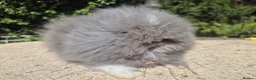Angora rabbits for sale: ❤️STUNNING TEDDYDWERG BABIES- IMPORTED PARENTS ❤️ - Advert 2