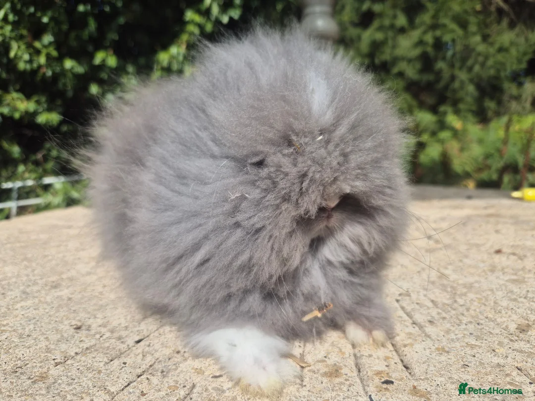 Angora rabbits for sale: ❤️STUNNING TEDDYDWERG BABIES- IMPORTED PARENTS ❤️ - Advert 2