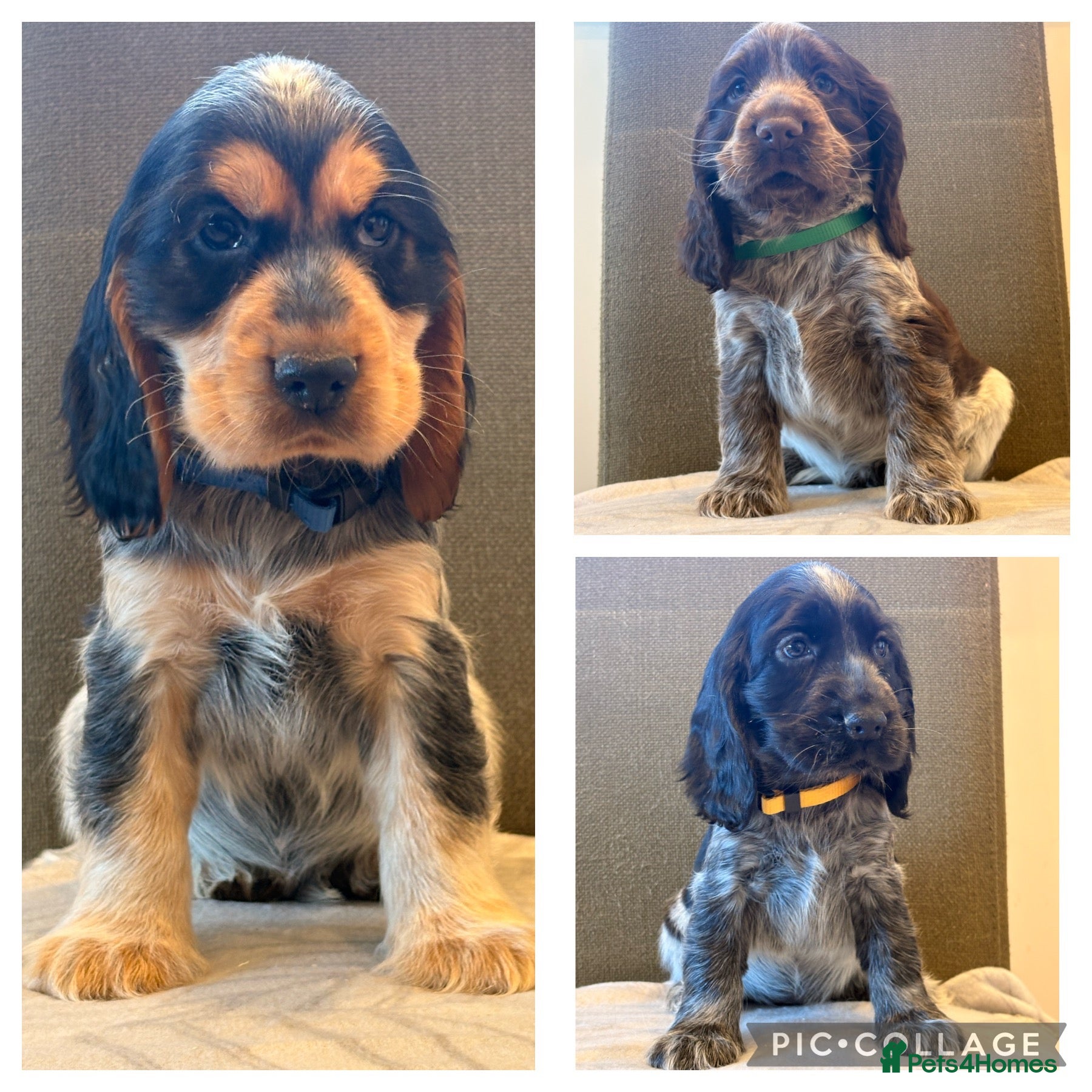 Cocker Spaniel dogs KC reg Show Type Cocker Spaniel pups DNA tested - Advert 1