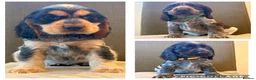Cocker Spaniel dogs for sale: KC reg Show Type Cocker Spaniel pups DNA tested - Advert 1