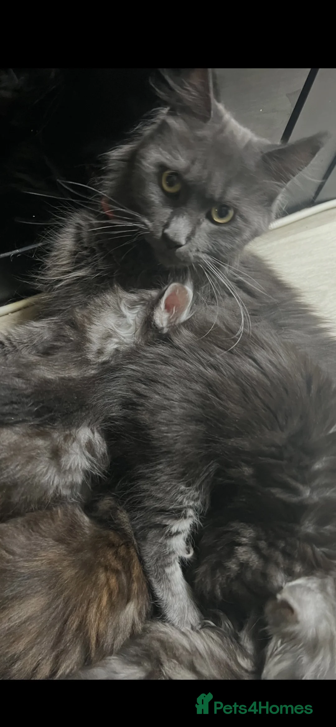 Maine Coon cats for sale: Beautiful 🐈‍⬛  - Advert 2
