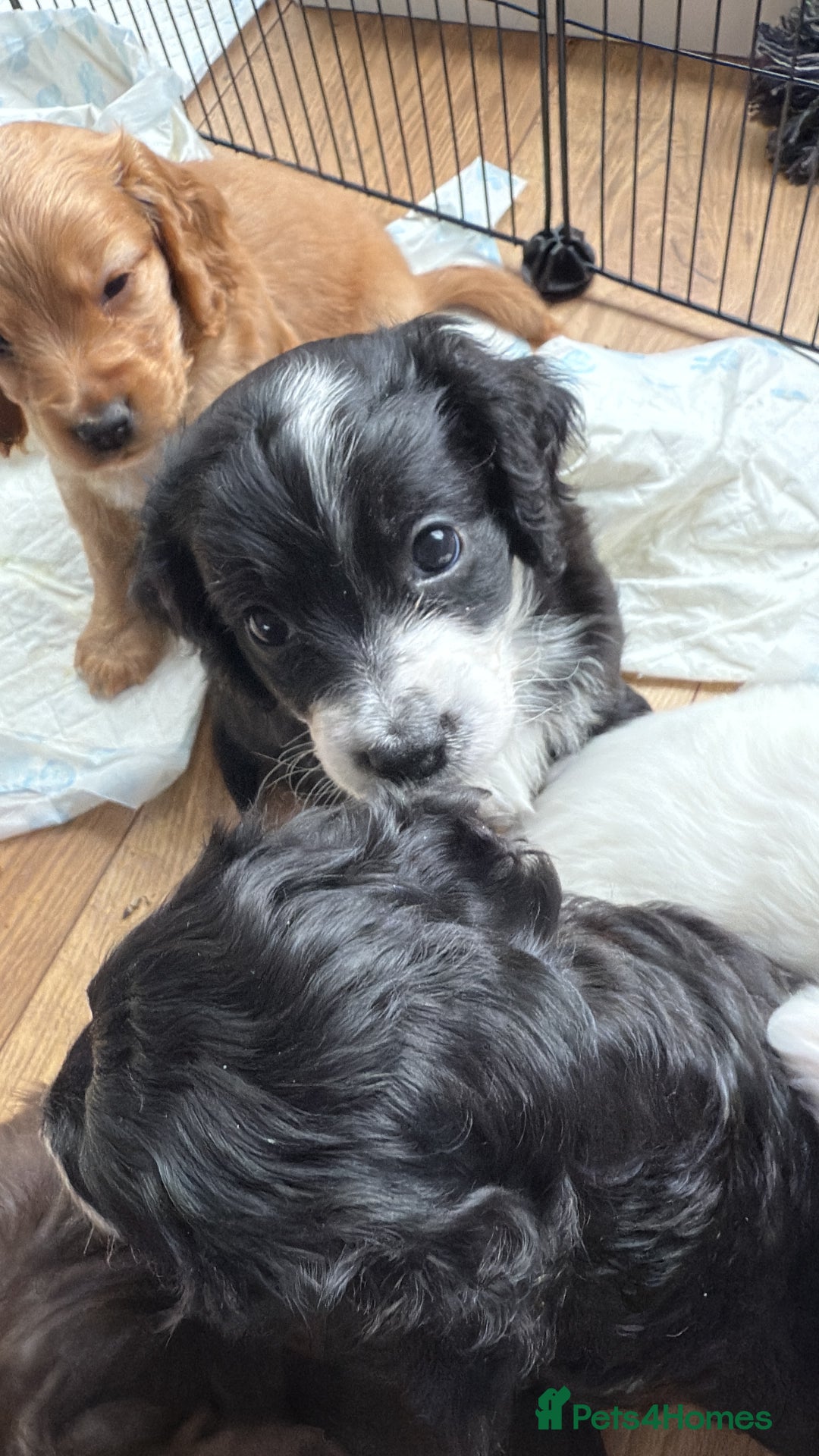 Cockapoo dogs for sale: !!!!LAST TWO MALES LEFT!!!!!  - Image 1