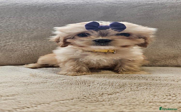 Cavapoo dogs - Advert 13