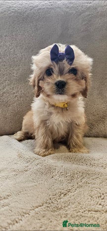 Cavapoo dogs - Advert 13