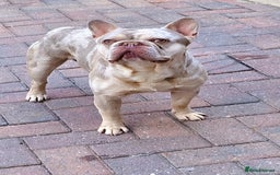 French Bulldog dogs for stud: Newshade Merle carrying fluffy  in Chesterfield - Image 5