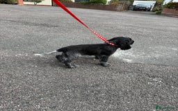 Cocker Spaniel dogs for sale: Awaiting viewings - Image 11
