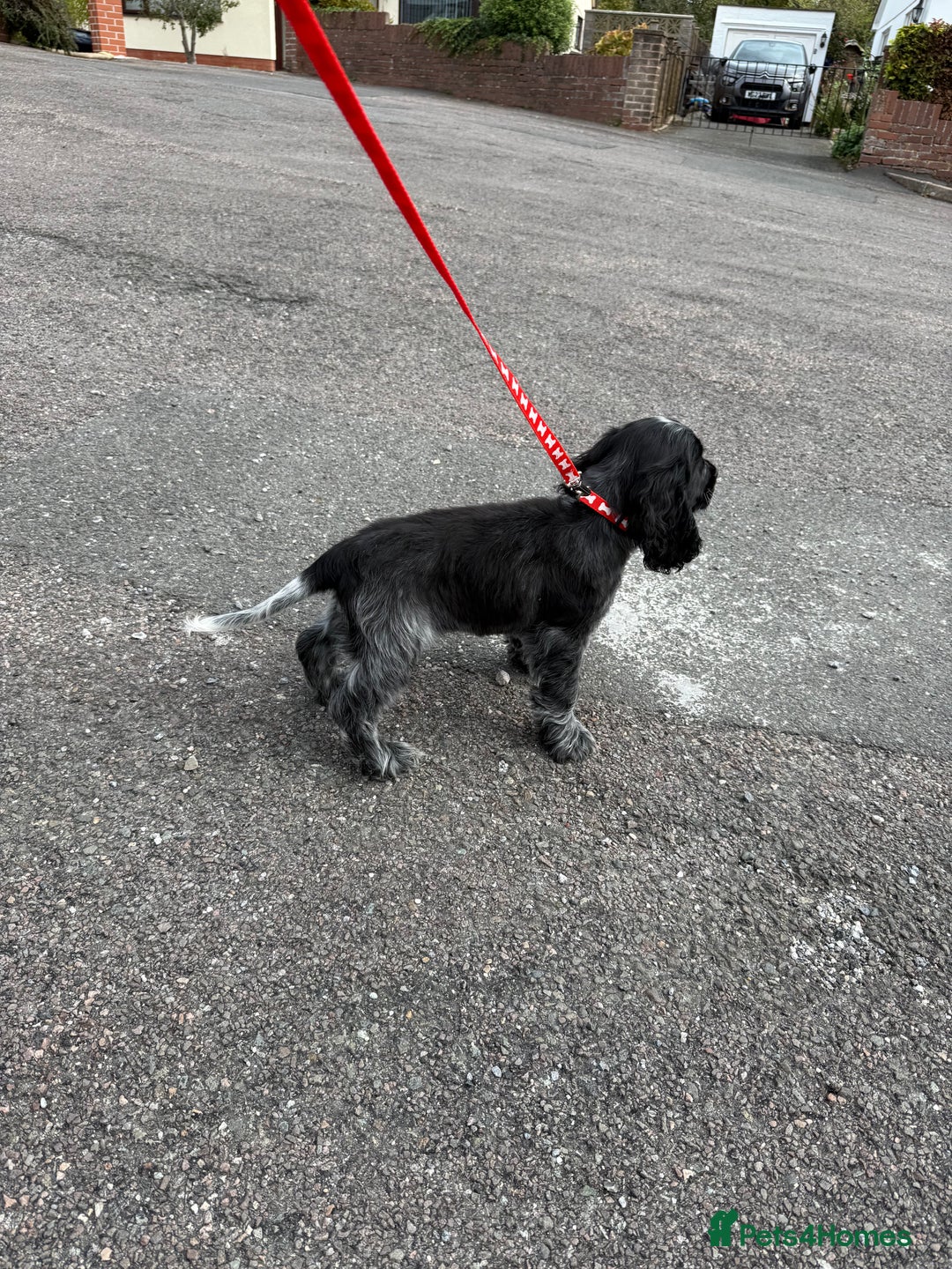 Cocker Spaniel dogs for sale: Awaiting viewings - Image 11