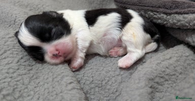 Shih Tzu dogs - Advert 2