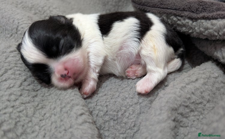 Shih Tzu dogs - Advert 15