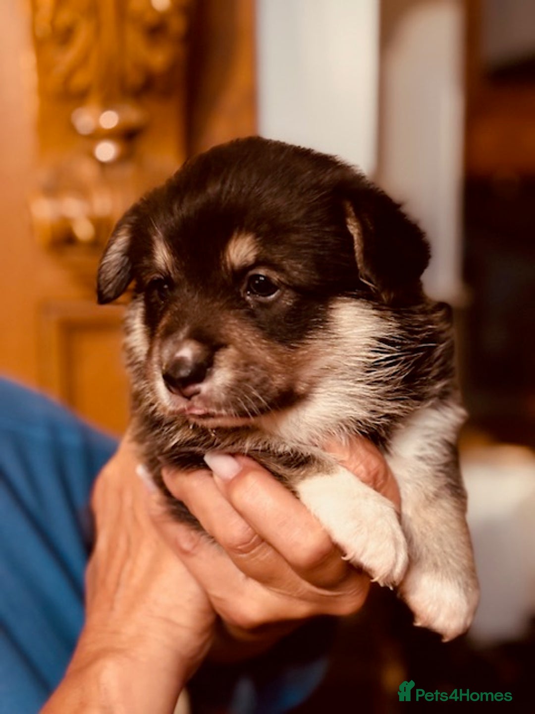 Welsh Corgi Pembroke dogs for sale: 2 Tri/KC girls from health tested parents - Image 18