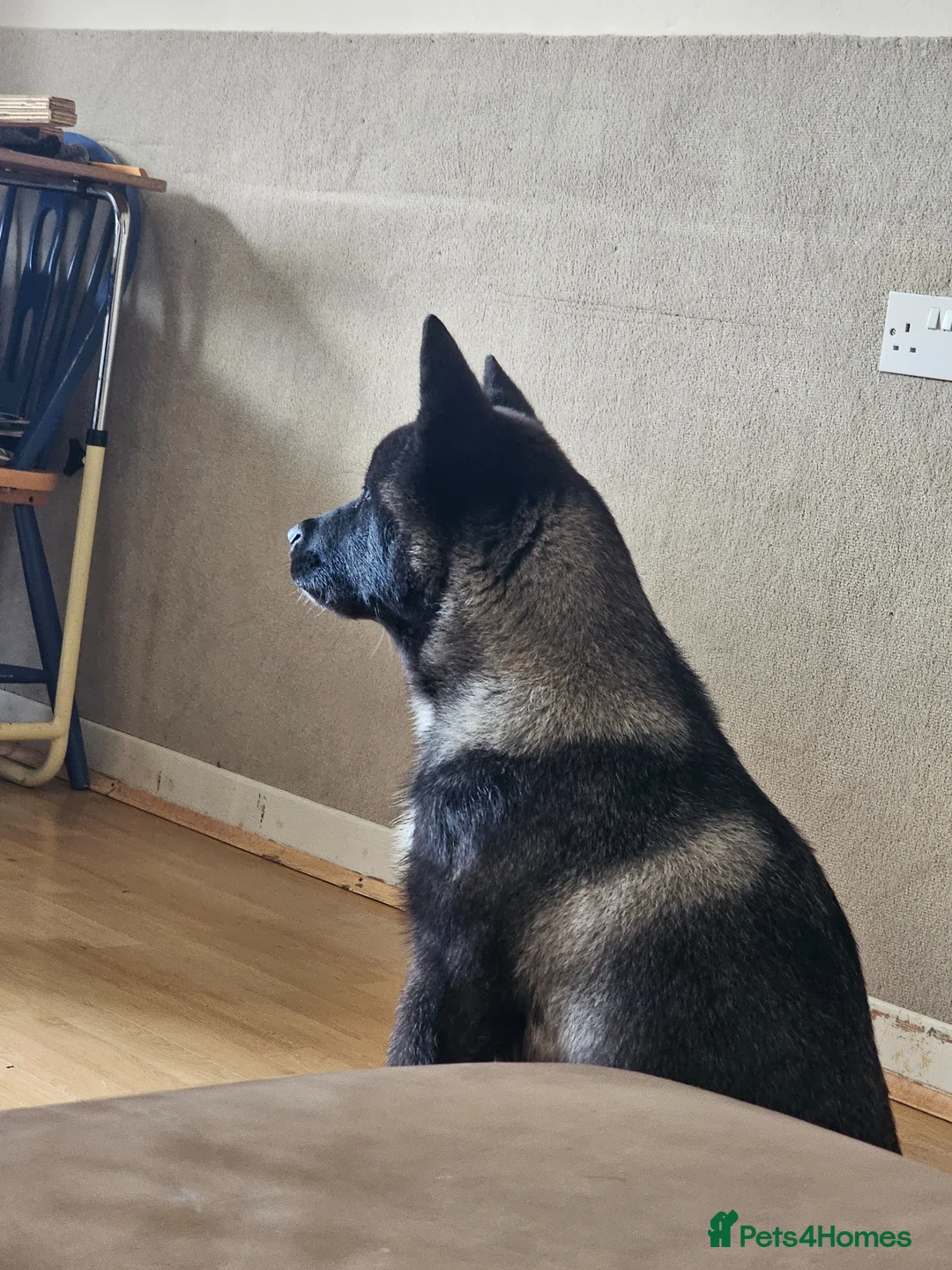 Akita dogs for sale: Kc registered big boy! - Advert 2