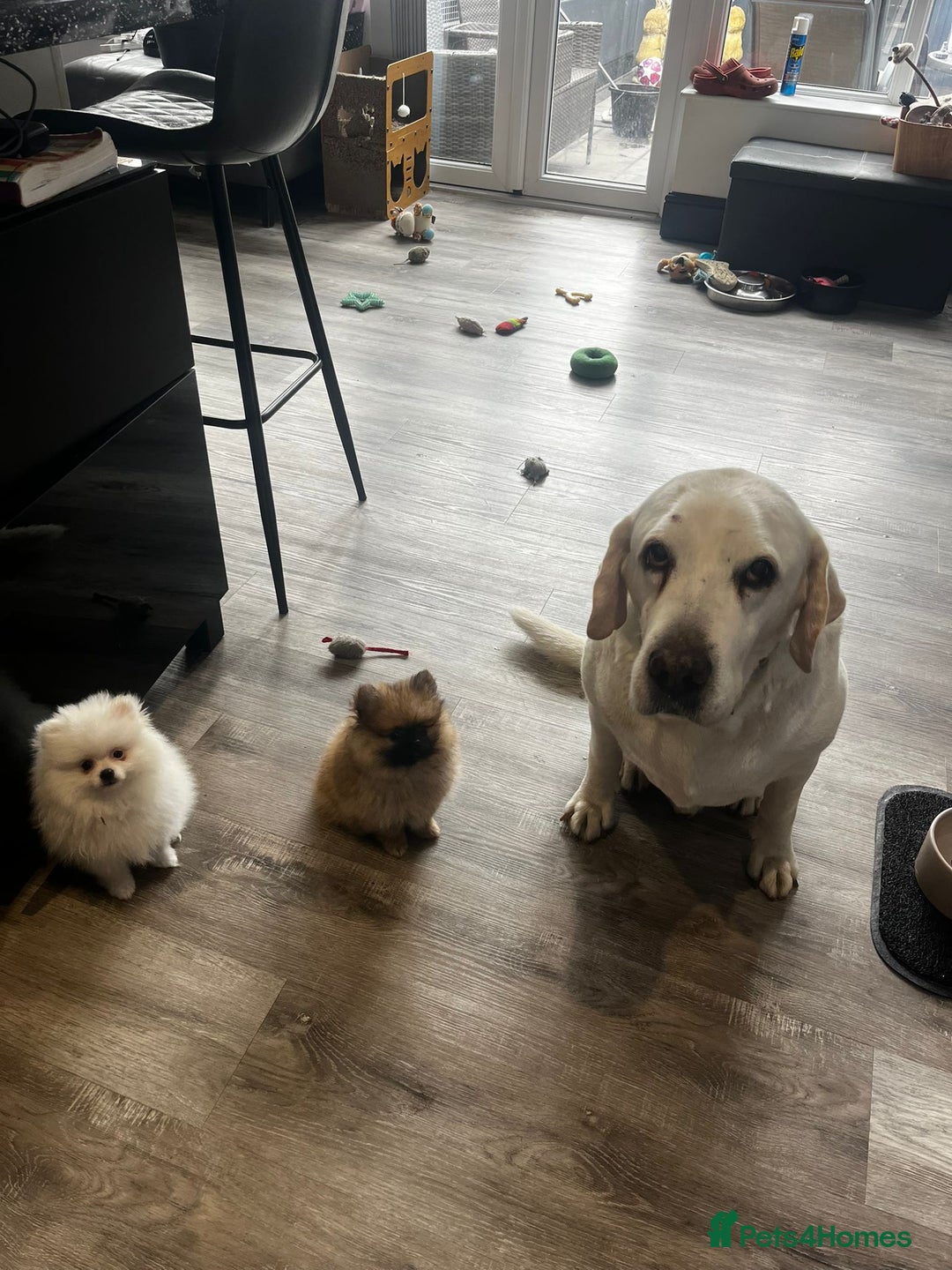 Pomeranian dogs for sale: ICE white Pomeranian girl READY NOW  - Image 8