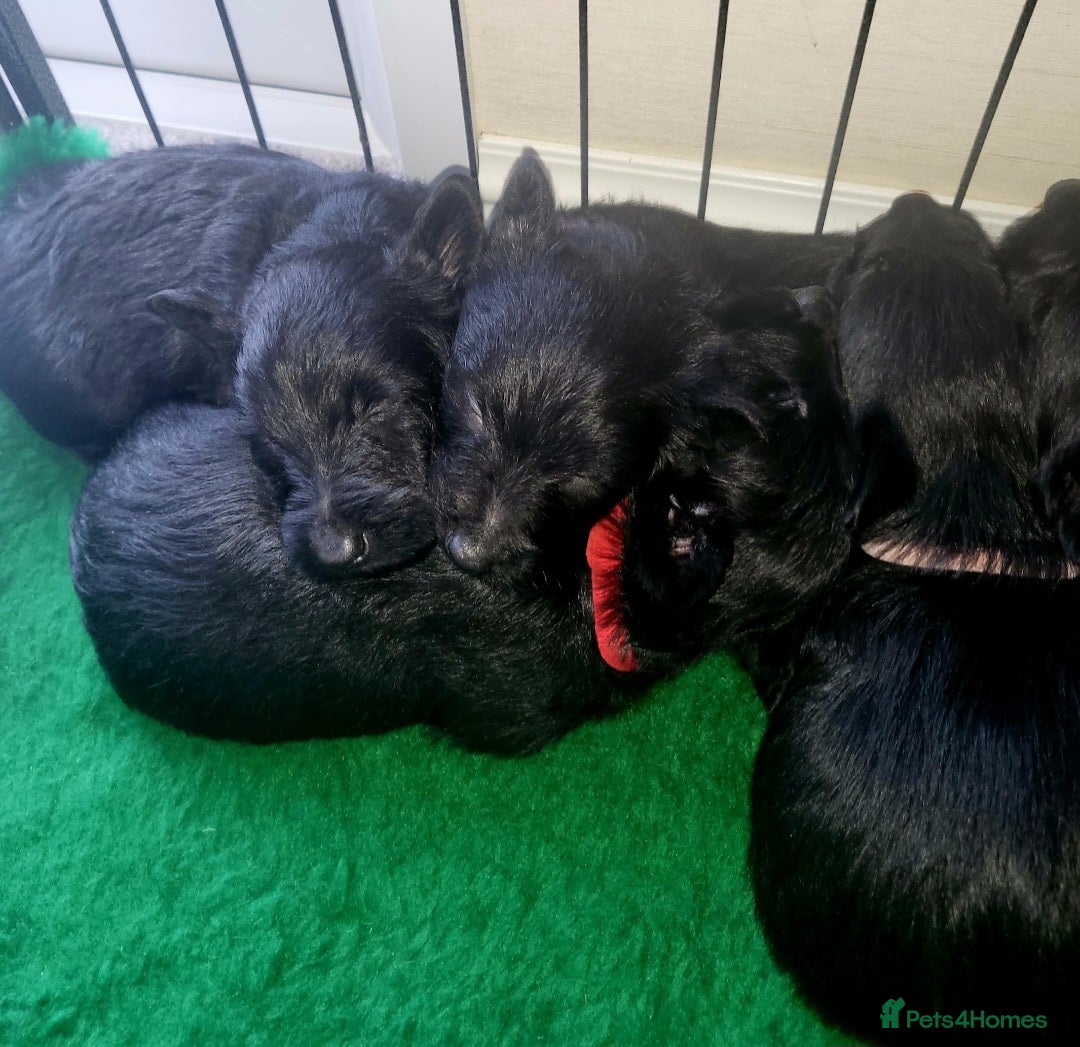 Scottish Terrier dogs for sale: Scottish terrier puppies - Advert 2