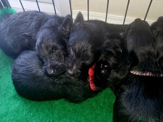 Scottish Terrier dogs Scottish terrier puppies - Advert 1