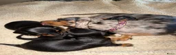 Dachshund dogs for sale: DACHSHUND PUPPIES FOR SALE!!  - Advert 5