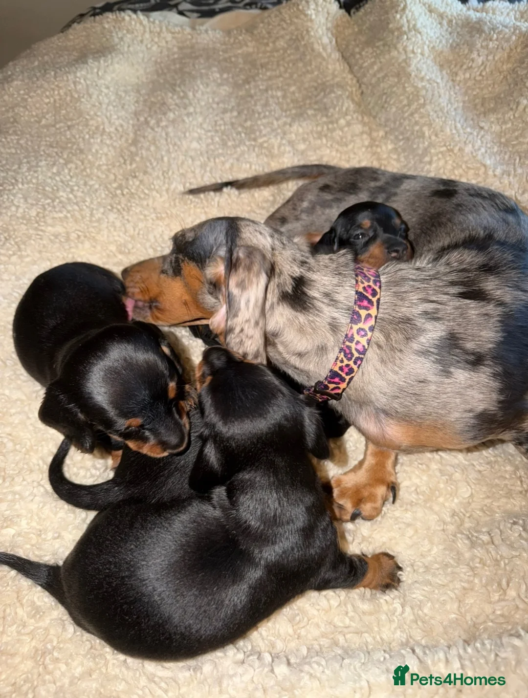 Dachshund dogs for sale: DACHSHUND PUPPIES FOR SALE!!  - Advert 5