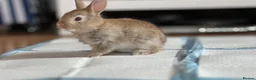 Mixed Breed rabbits for sale: Beautiful hand-reared bunnies.  - Advert 7