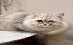 Scottish Fold cats for sale: Scottish Fold & British Longhair Cats for Rehome - Image 7