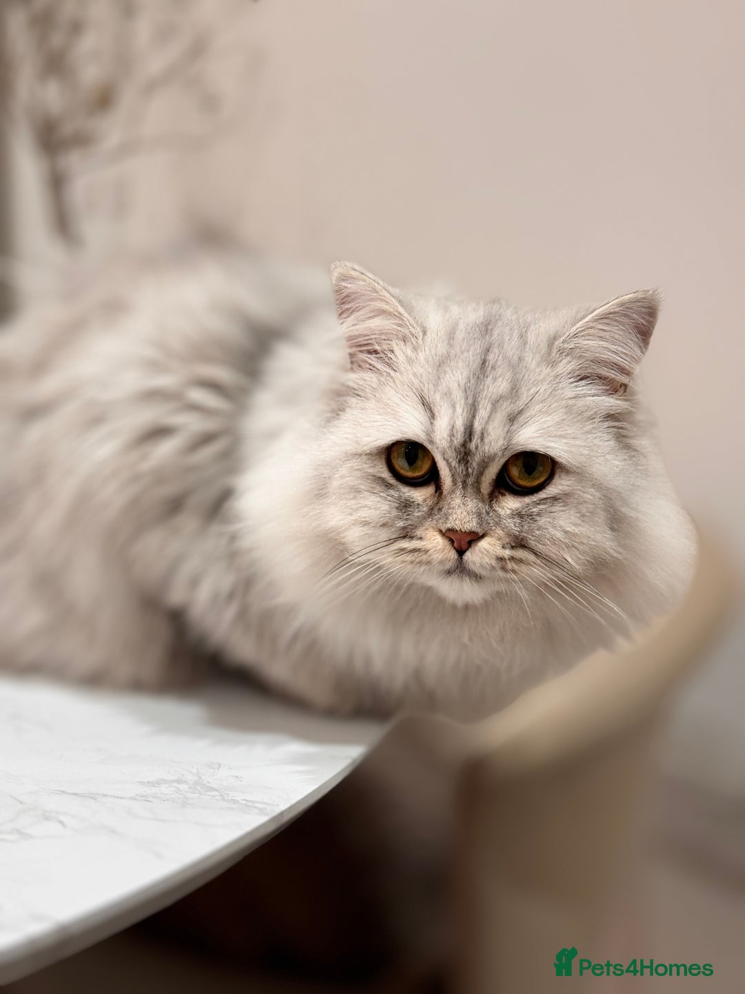 Scottish Fold cats for sale: Scottish Fold & British Longhair Cats for Rehome - Image 7
