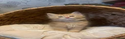 Maine Coon cats for sale: Beautiful Maine Coon x kittens x 5  - Advert 7