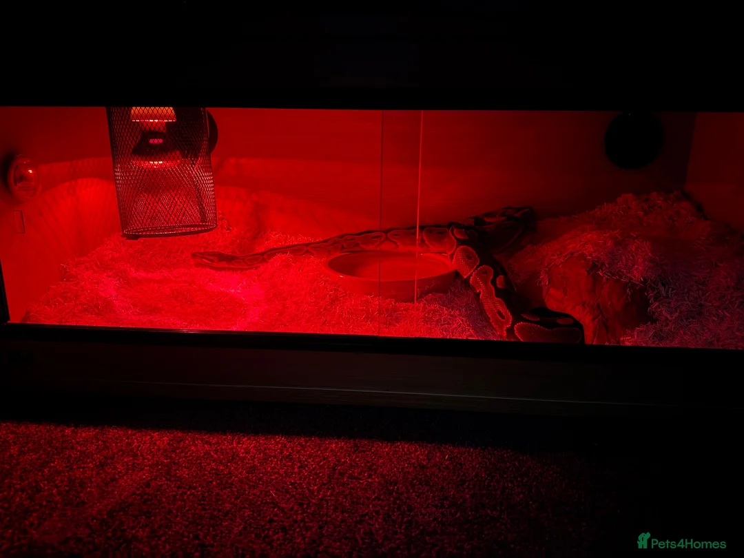 Python Snake reptiles for sale: Female Royal Ball Python + Full Enclosure Setup - Advert 1