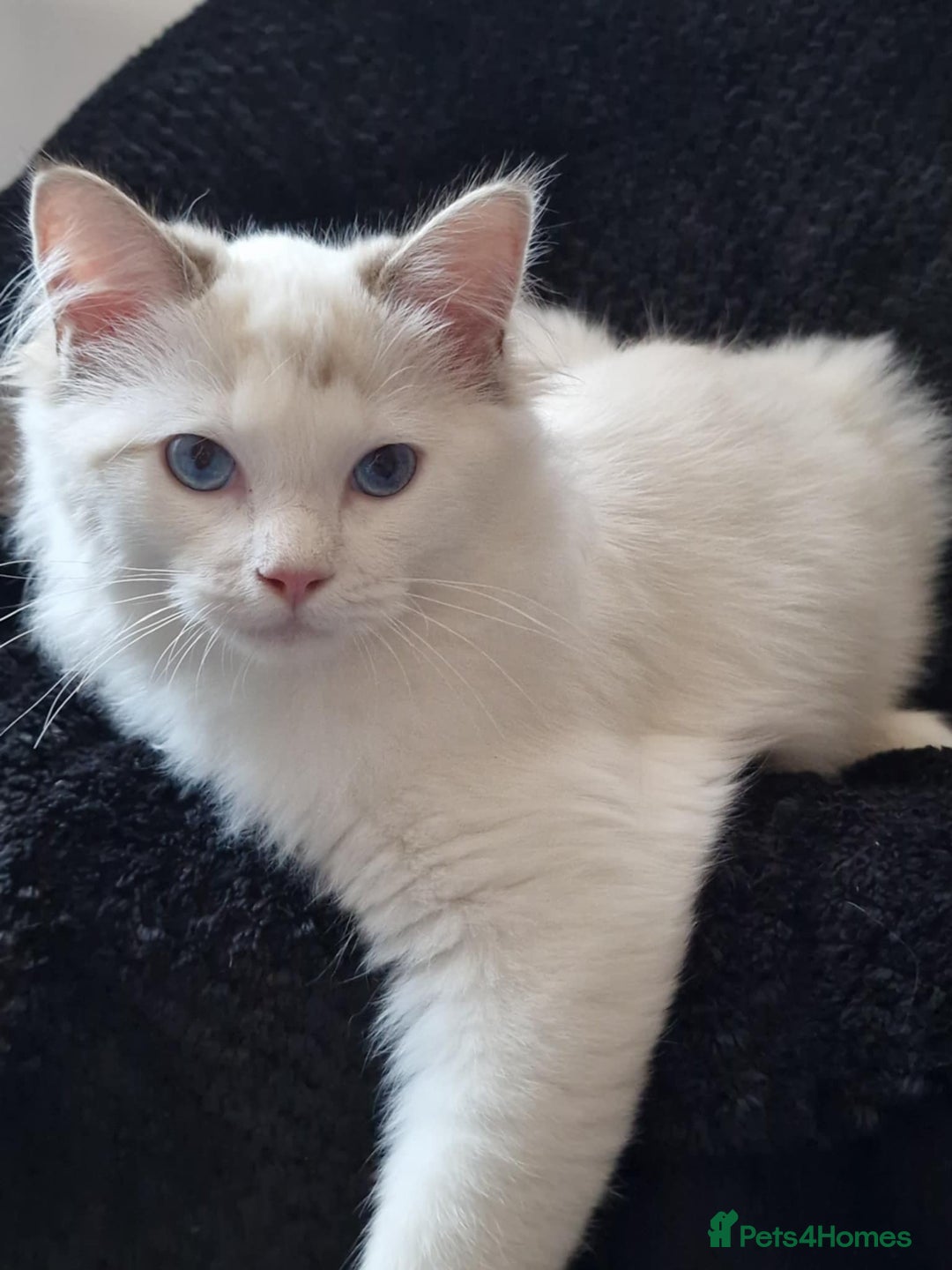 Ragdoll cats for sale: GRAND Champion European Line kittens.FULL PEDIGREE - Image 28