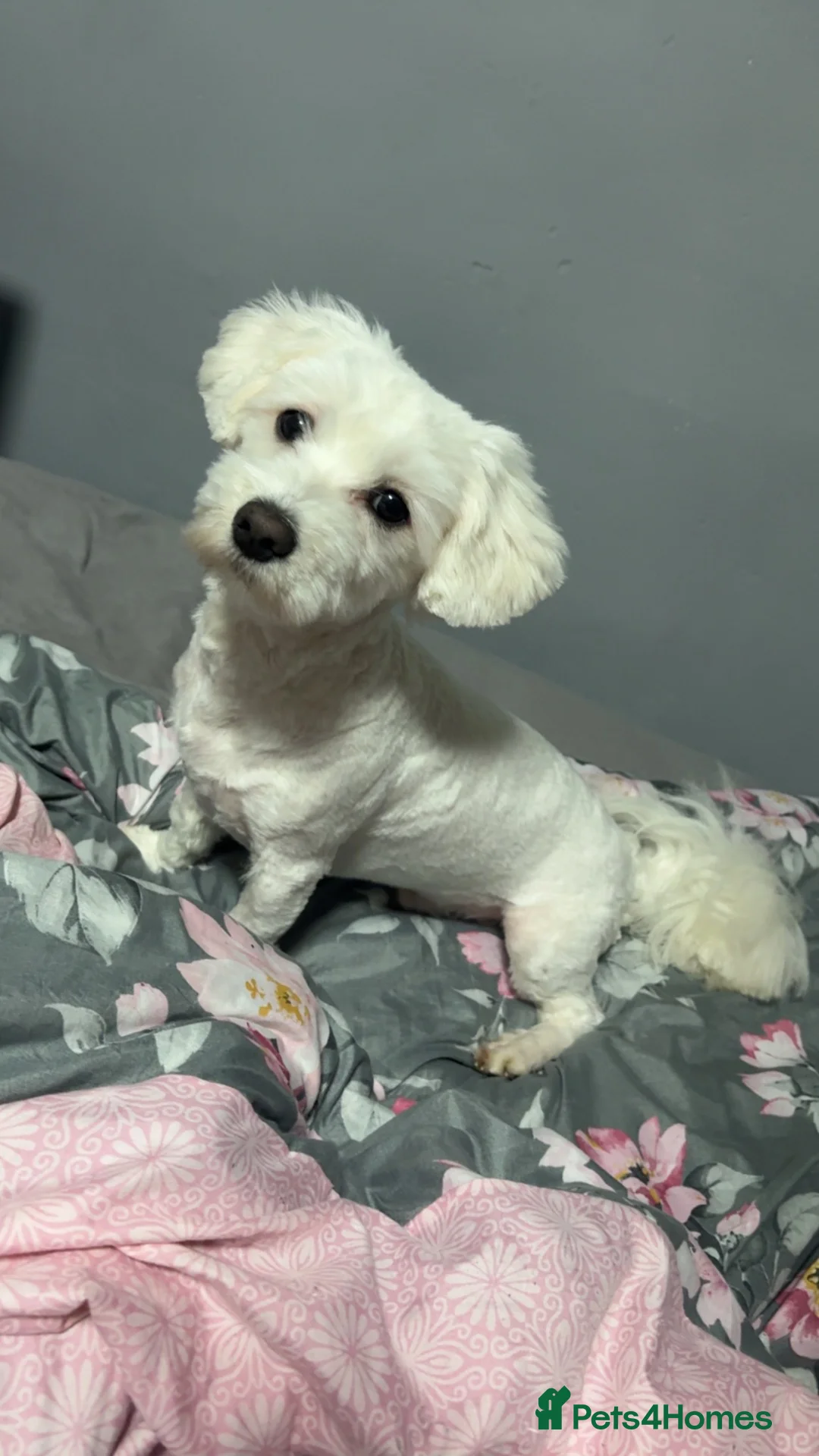 Maltese dogs for stud: maltese for stud  - Advert 8