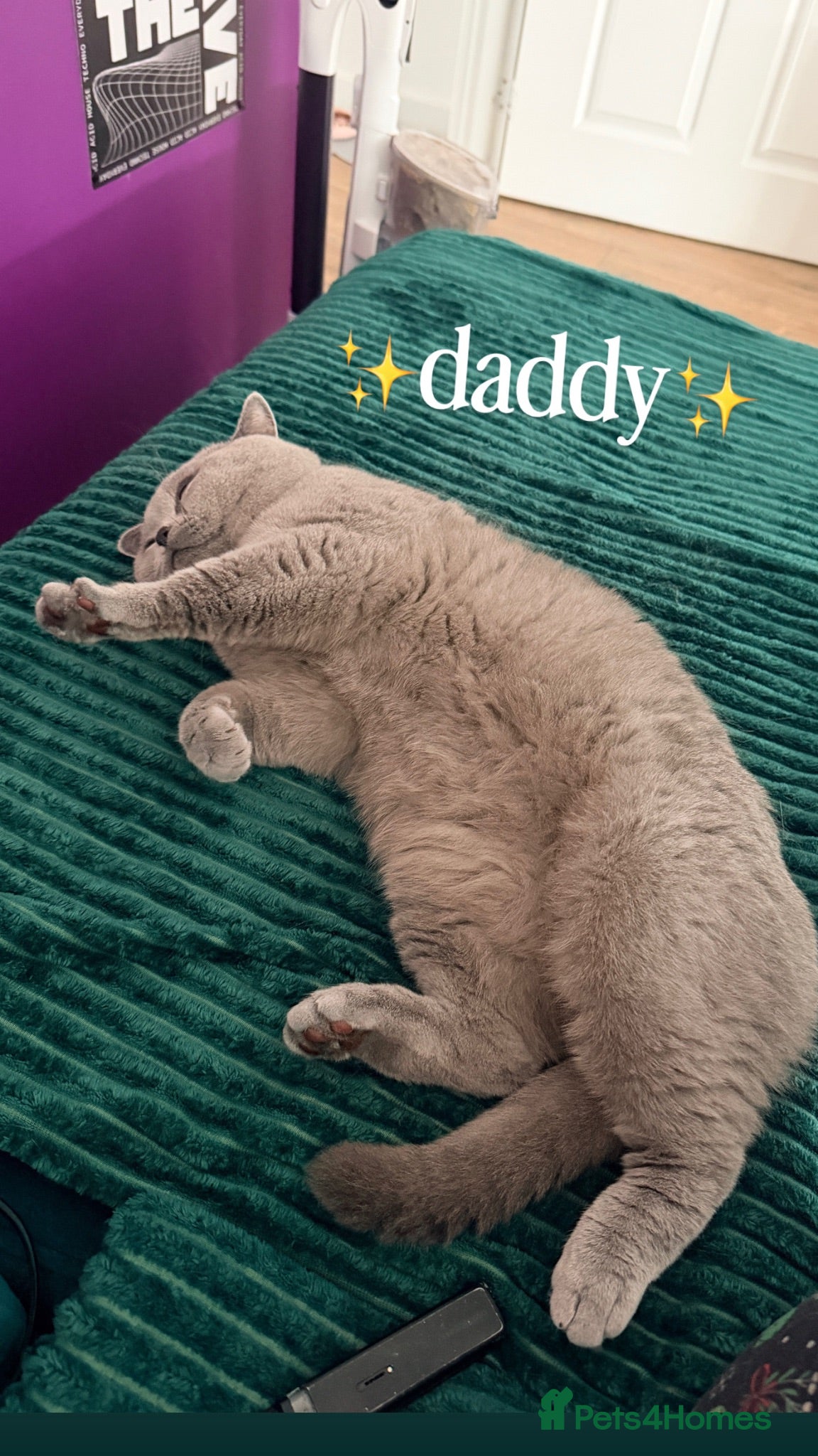 British Shorthair cats 👑 Stunning British Shorthair Kittens with GCCF 🐾 - Advert 2