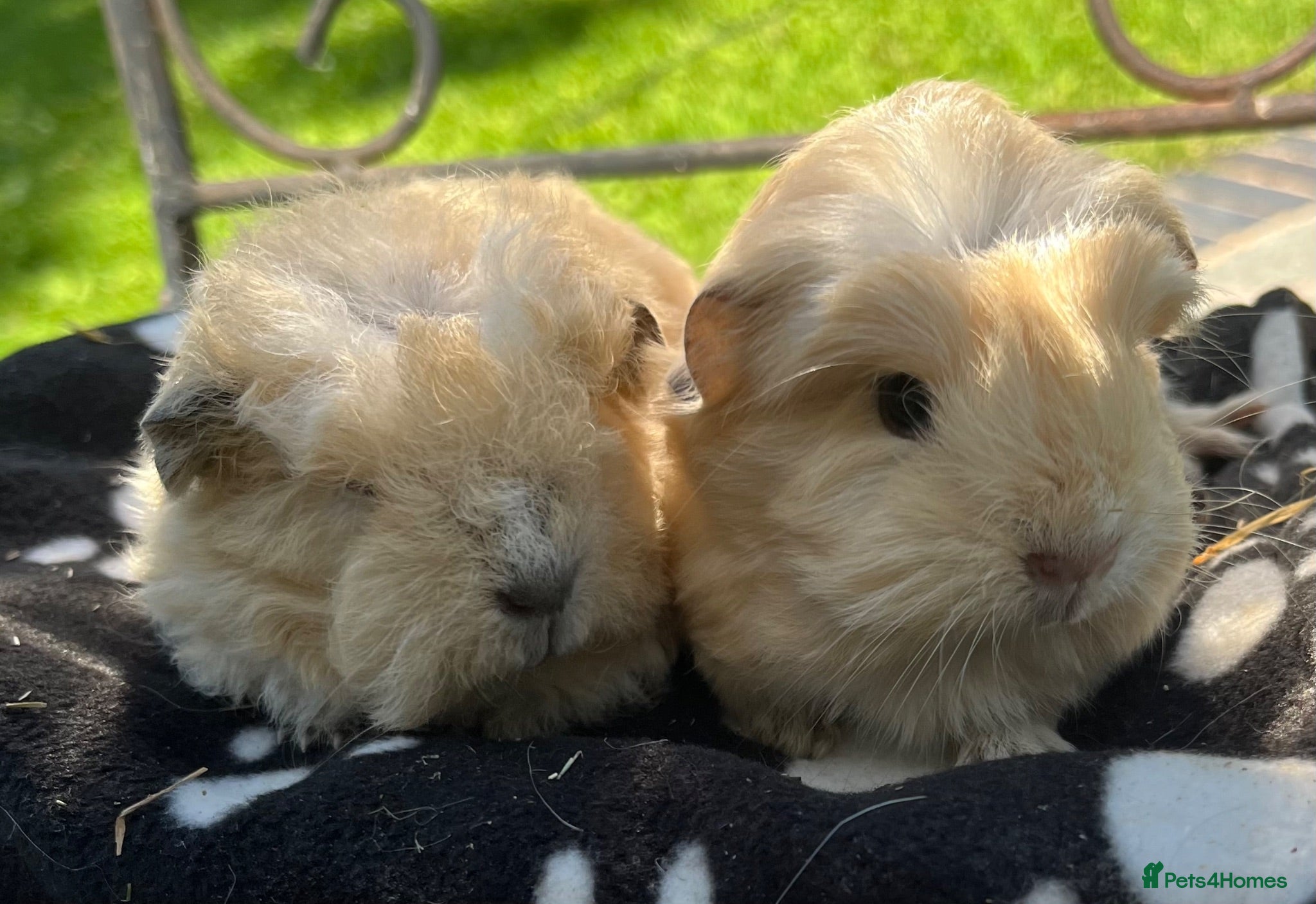 Guinea Pig rodents Guinea pigs 🐹  - Advert 6