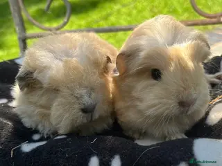 Guinea Pig rodents Guinea pigs 🐹 - Advert 13
