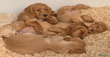 Cocker Spaniel dogs Superb KC Regd Red Working Cocker Spaniel puppies  - Advert 14