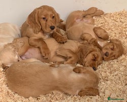 Cocker Spaniel dogs Superb KC Regd Red Working Cocker Spaniel puppies - Advert 3