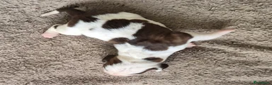 Mixed Breed Puppy 2