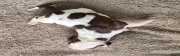 Mixed Breed dogs for sale: Puppies for sale - Advert 7
