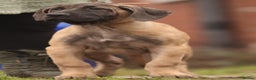 Presa Canario dogs for sale: Presa Canario pups  - Advert 5