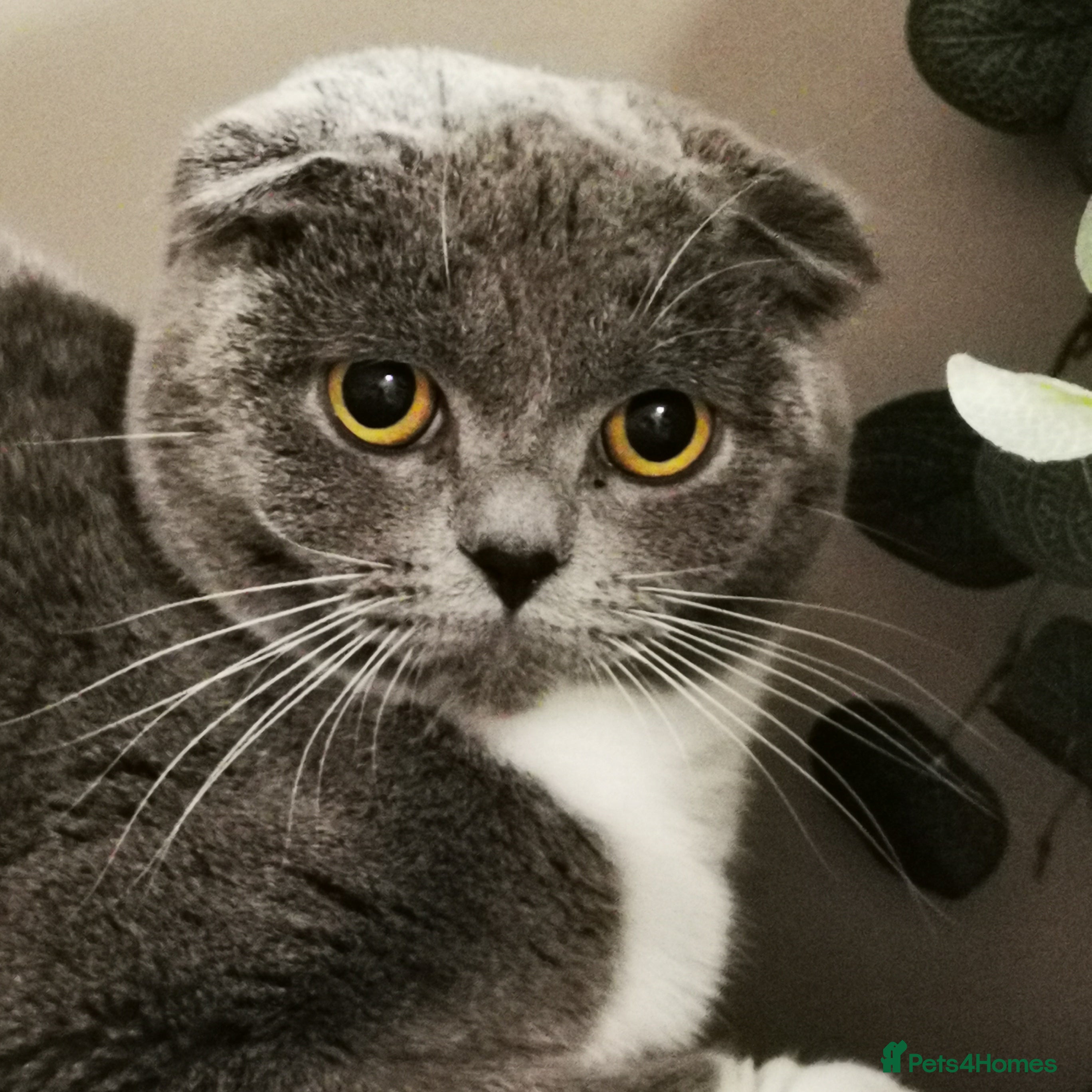 Mixed Breed cats ❤️Luxury Chinchilla Persian Scottish Fold Kittens - Advert 1