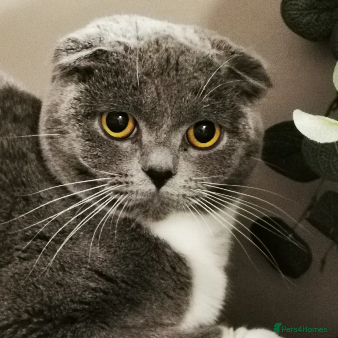 Mixed Breed cats for sale: ❤️Luxury Chinchilla Persian Scottish Fold Kittens - Advert 26