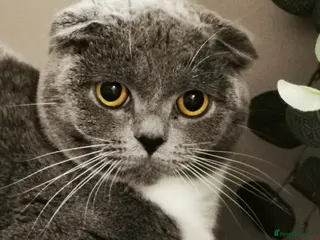 Mixed Breed cats ❤️Luxury Chinchilla Persian Scottish Fold Kittens - Advert 1