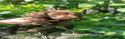 Pointer dogs for sale: HPR Puppies - Friendly ready Soon - Advert 4