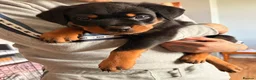 Rottweiler dogs for sale: Beautiful female Rottweiler pup - Advert 3