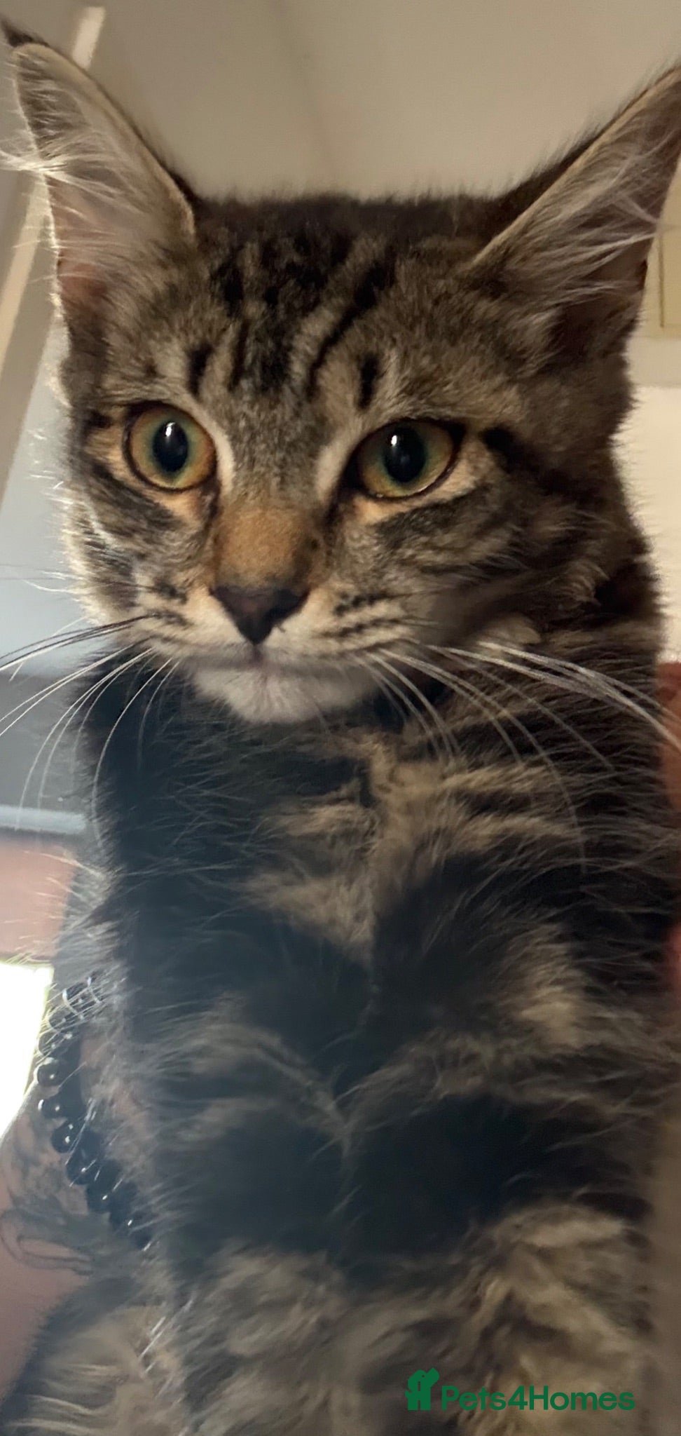 Mixed Breed cats Female kitten - Advert 1