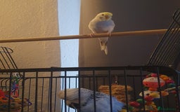 Budgerigars birds for sale: Beautiful budgies looking for a new home - Image 8