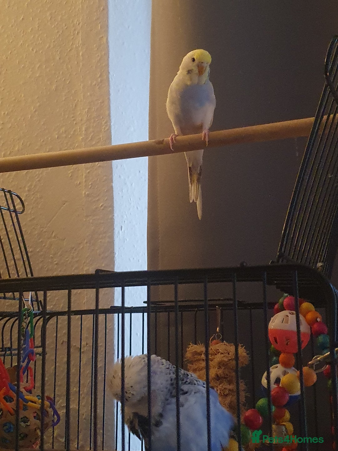 Budgerigars birds for sale: Beautiful budgies looking for a new home - Image 8