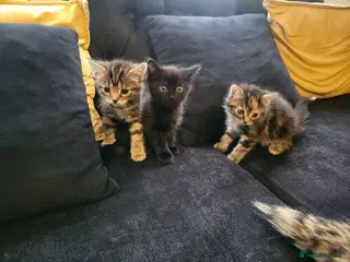 Mixed Breed cats 3 Gorgeous fluffy kittens. - Advert 17