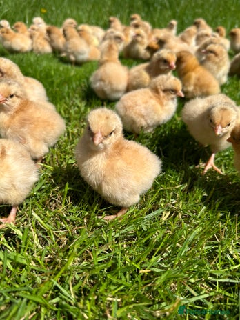 Chickens poultry - Advert 2