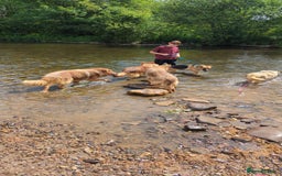 German Shepherd dogs for sale: Kc reg health tested intact Big Isabella GSD  - Advert 2