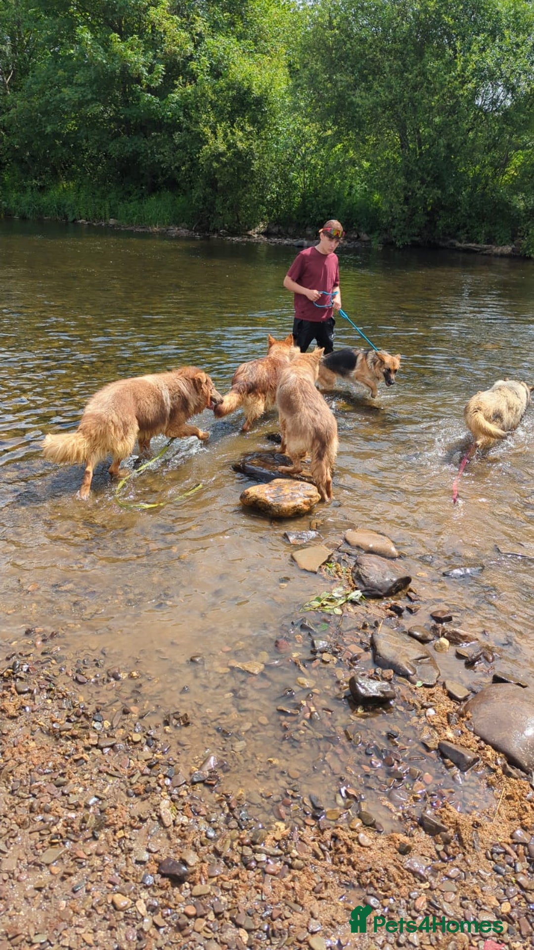 German Shepherd dogs for sale: Kc reg health tested intact Big Isabella GSD  - Advert 2