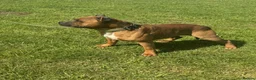 Staffordshire Bull Terrier dogs for sale: Two beautiful Staffordshire bull terriers for sale - Advert 5